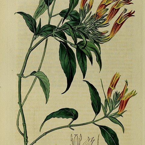 Dicliptera sexangularis unspecified picture