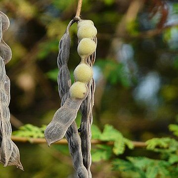 Acacia nilotica subsp. tomentosa unspecified picture