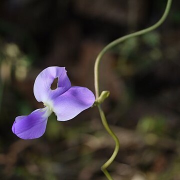 Nesphostylis unspecified picture