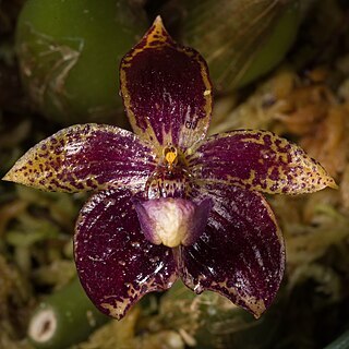 Bulbophyllum cornutum unspecified picture