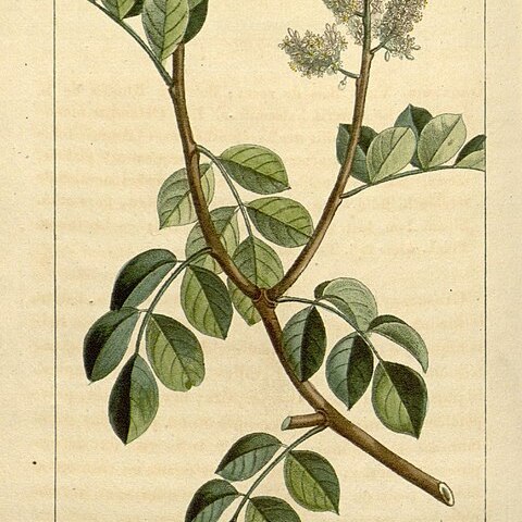 Amyris balsamifera unspecified picture