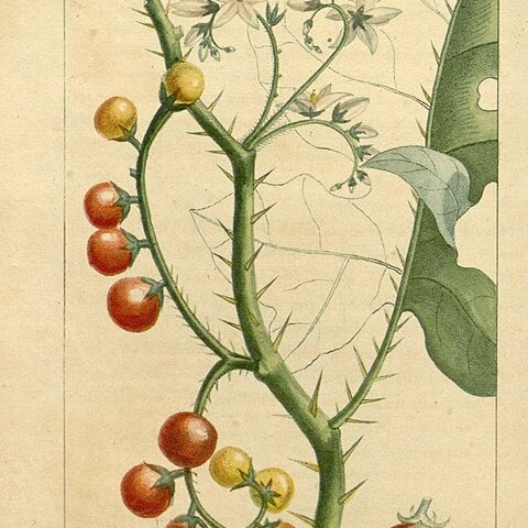 Solanum campechiense unspecified picture