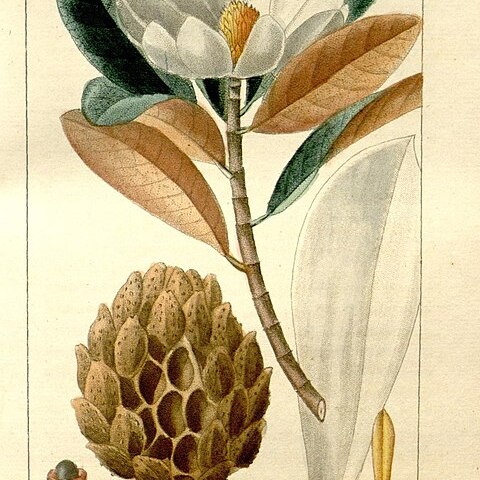 Magnolia dodecapetala unspecified picture