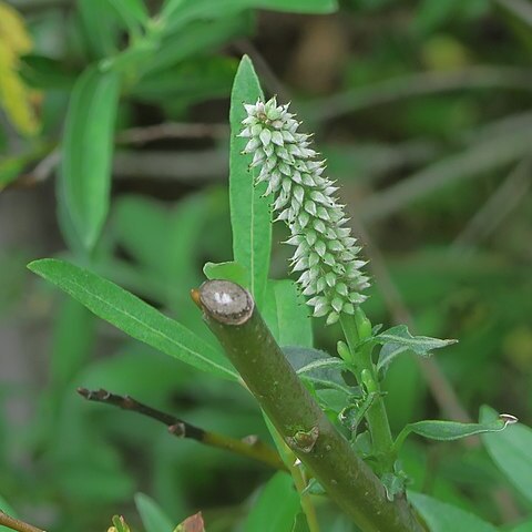 Salix jepsonii unspecified picture