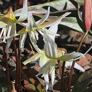 Erythronium multiscapideum unspecified picture