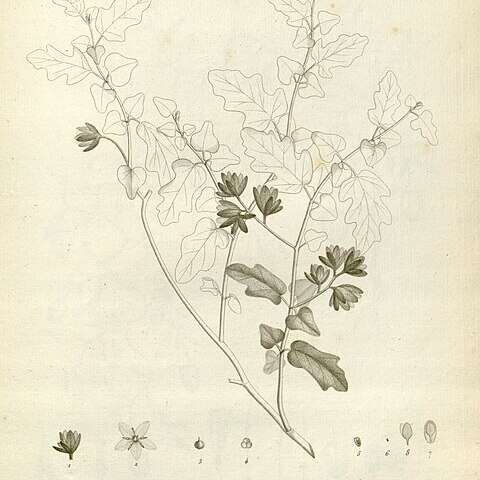 Thomasia triphylla unspecified picture