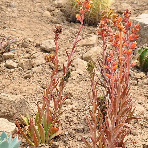 Echeveria paniculata var. maculata unspecified picture