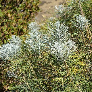 Phymaspermum unspecified picture