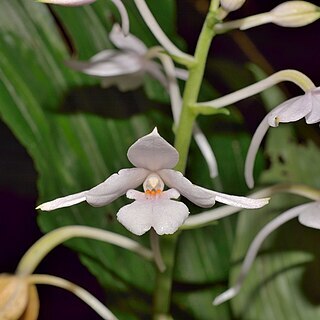 Calanthe x dominii unspecified picture