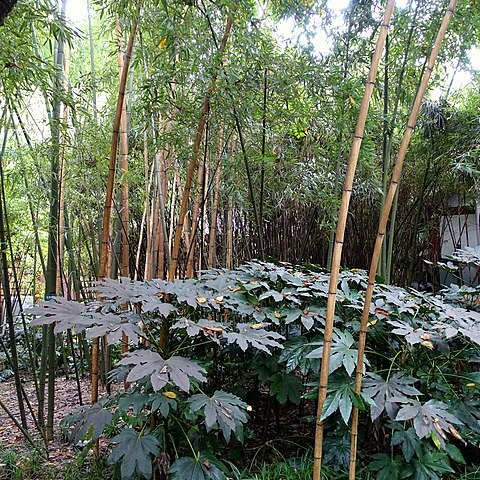 Phyllostachys arcana unspecified picture