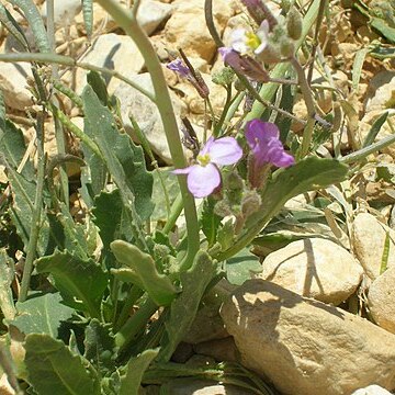 Diplotaxis acris unspecified picture