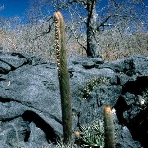 Micranthocereus estevesii unspecified picture