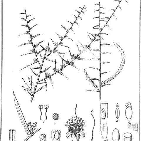 Acacia rhigiophylla unspecified picture