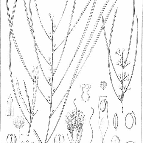 Acacia dietrichiana unspecified picture