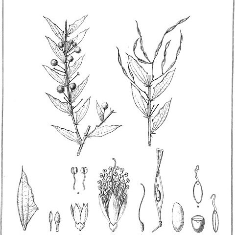 Acacia scalpelliformis unspecified picture