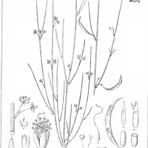 Acacia tetragonocarpa unspecified picture