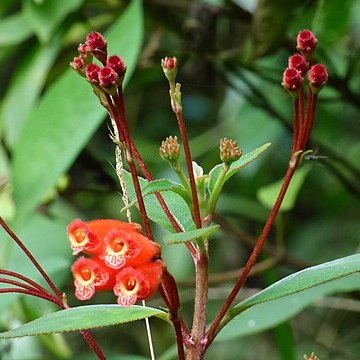 Kohleria trianae unspecified picture