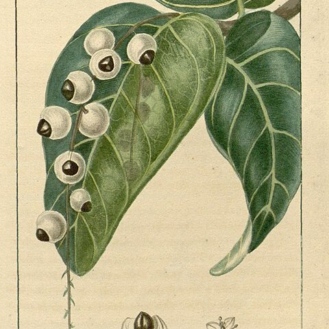 Coccoloba venosa unspecified picture