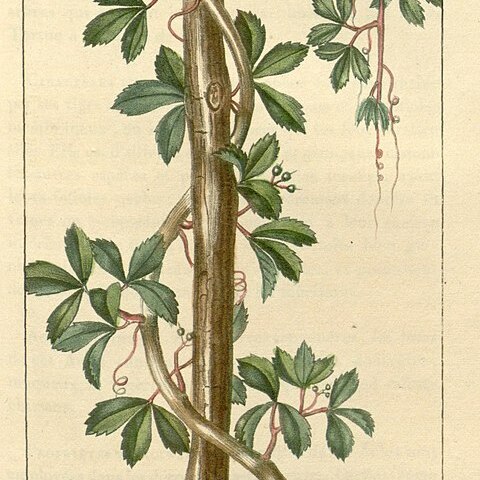 Cissus trifoliata unspecified picture