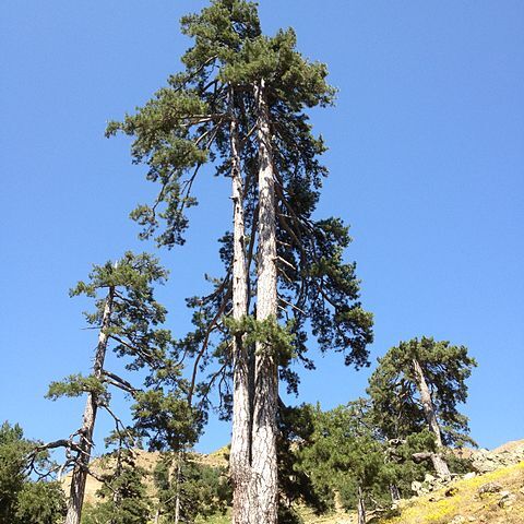 Pinus nigra subsp. pallasiana unspecified picture