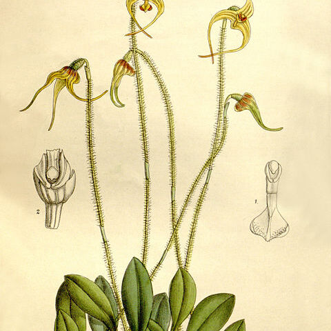 Porroglossum unspecified picture