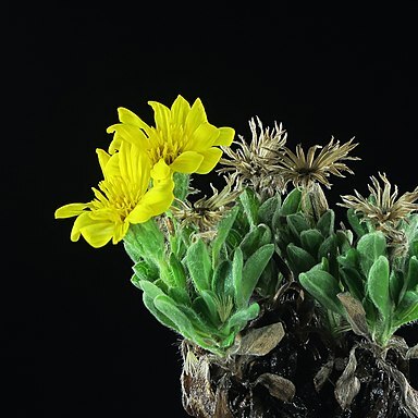 Heterotheca sessiliflora subsp. bolanderi unspecified picture