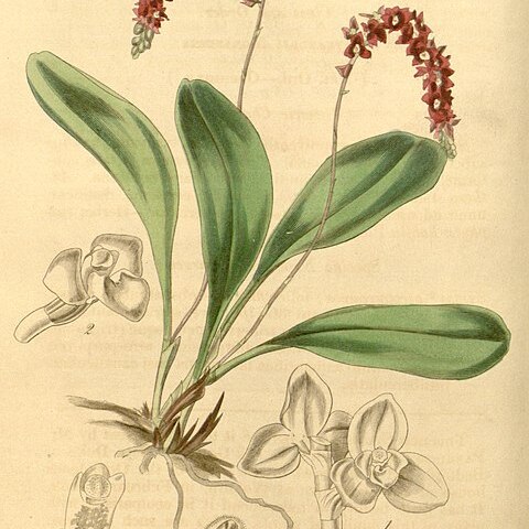 Stelis ciliaris unspecified picture