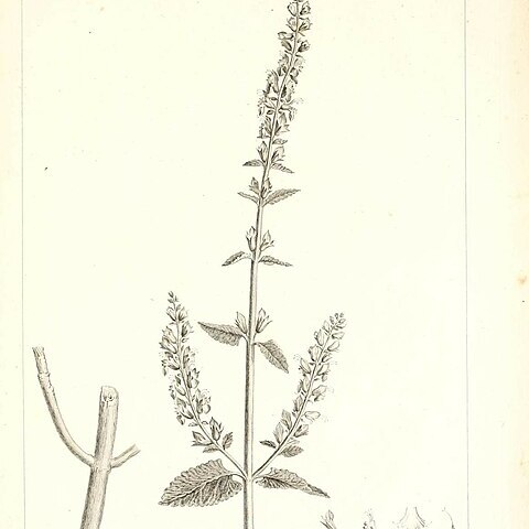 Teucrium pseudoscorodonia unspecified picture