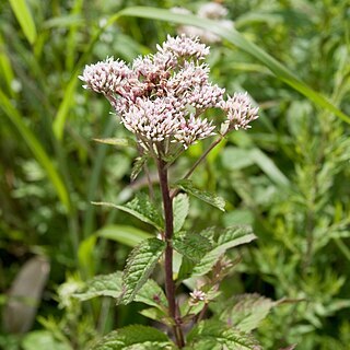 Eupatorium chinense unspecified picture