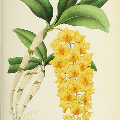 Dendrobium guibertii unspecified picture