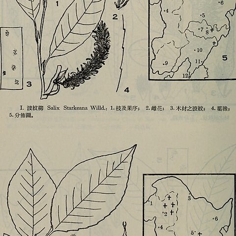 Salix starkeana unspecified picture