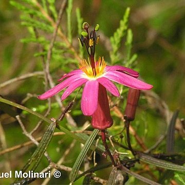 Passiflora hyacinthiflora unspecified picture