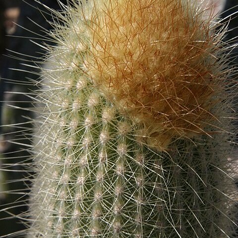 Micranthocereus streckeri unspecified picture