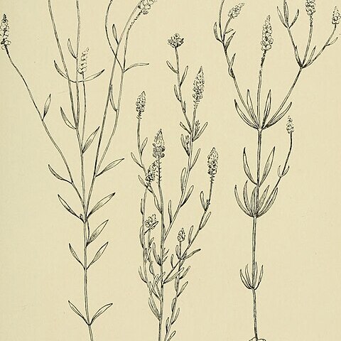 Polygala nuttallii unspecified picture