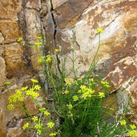 Cymopterus petraeus unspecified picture