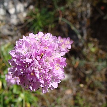 Armeria rothmaleri unspecified picture