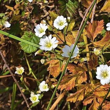 Cerastium viride unspecified picture