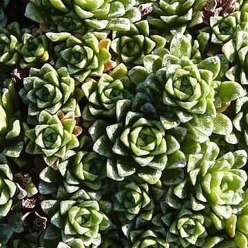 Saxifraga marginata unspecified picture