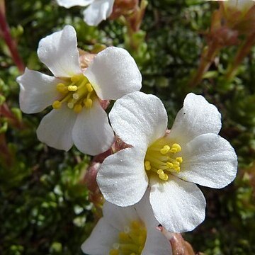 Saxifraga marginata unspecified picture