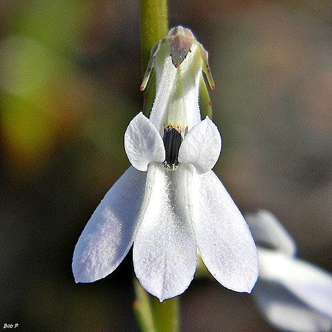 Lobelia paludosa unspecified picture