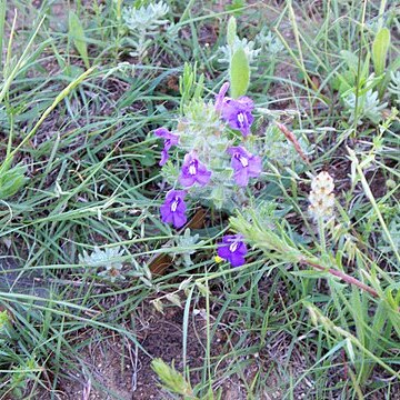 Salvia texana unspecified picture