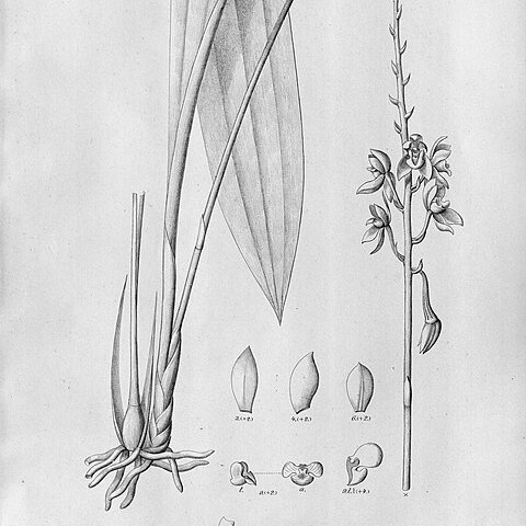 Koellensteinia eburnea unspecified picture