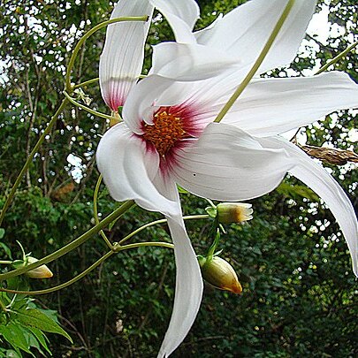 Dahlia campanulata unspecified picture