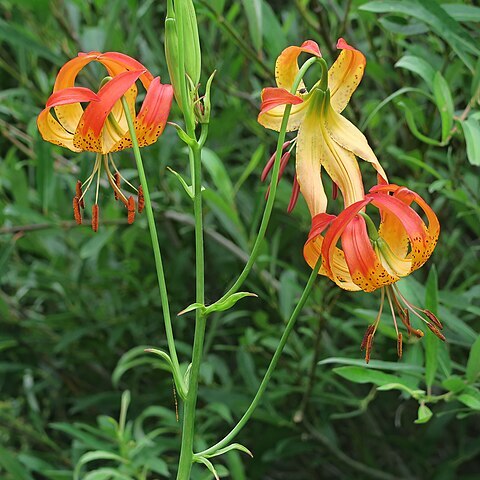 Lilium pardalinum subsp. shastense unspecified picture