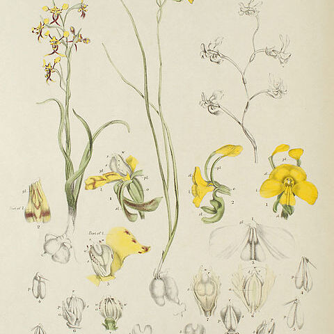 Diuris aequalis unspecified picture