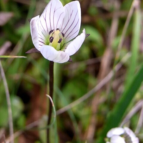 Gentianella barringtonensis unspecified picture