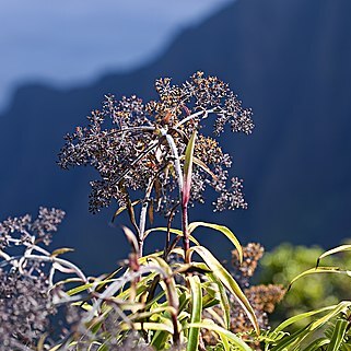 Dubautia microcephala unspecified picture