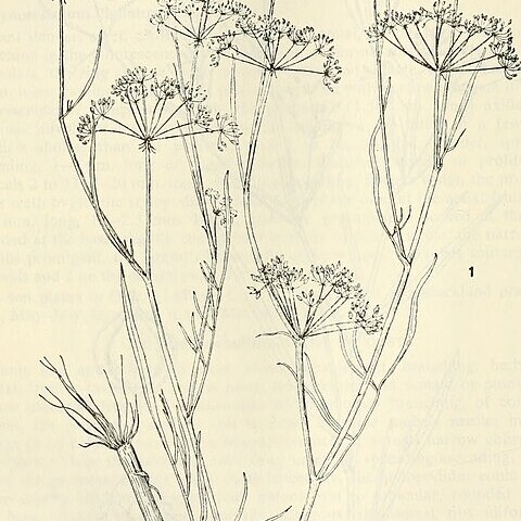 Limnosciadium pinnatum unspecified picture