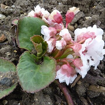 Bergenia ciliata unspecified picture