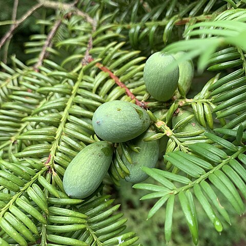 Torreya nucifera unspecified picture